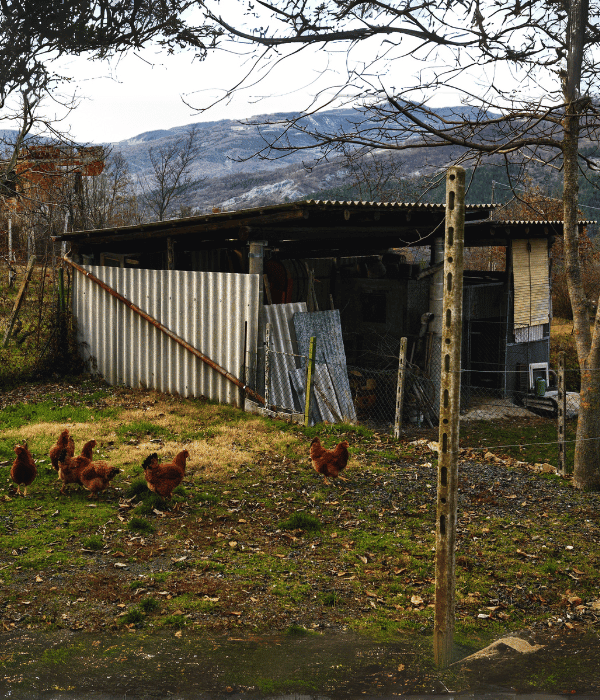 Old chicken coop with poor ventilation and weak construction