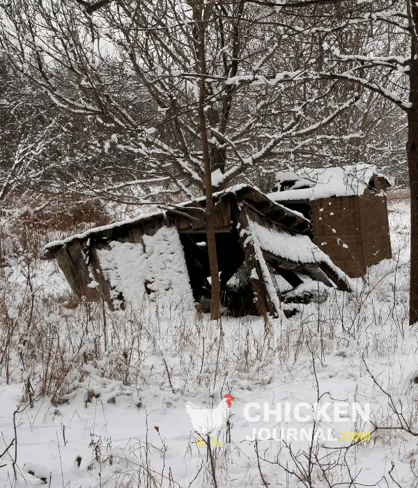 a weak chicken coop collapsed in snow fall