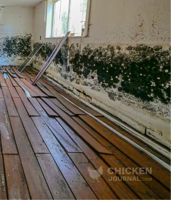 Preventing Mold in Chicken Coops