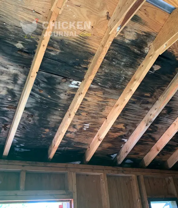 Identifying Mold in Your Chicken Coop