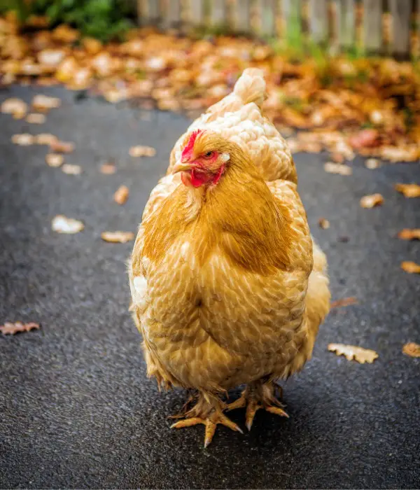 Cochin bantam are one of the best chicken breeds for urban backyards