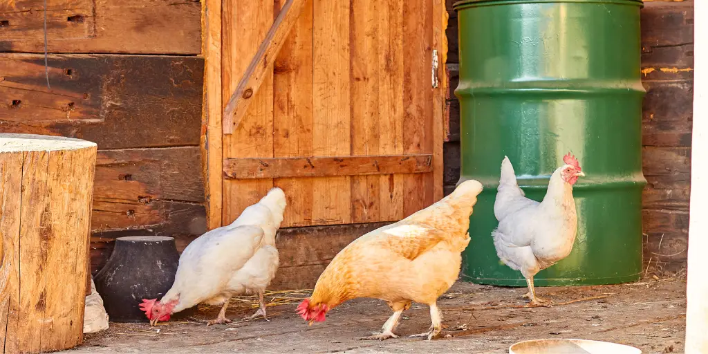 How to Train Chickens to Return to Their Coop At Night: A Complete 3-Week Guide