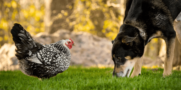 10 Best Steps to Successfully Introduce Chickens to Your Existing Pets