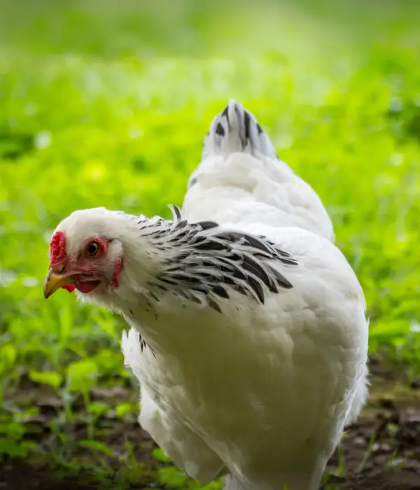 Brahmas are feathered feed unique chicken breeds for urban backyards