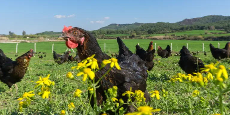 Permaculture Chicken Keeping 101: A Self-Sustaining Ecosystem