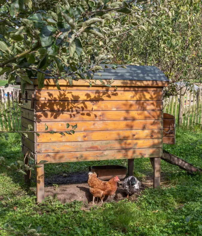 Creating the Perfect Permaculture Chicken Coop