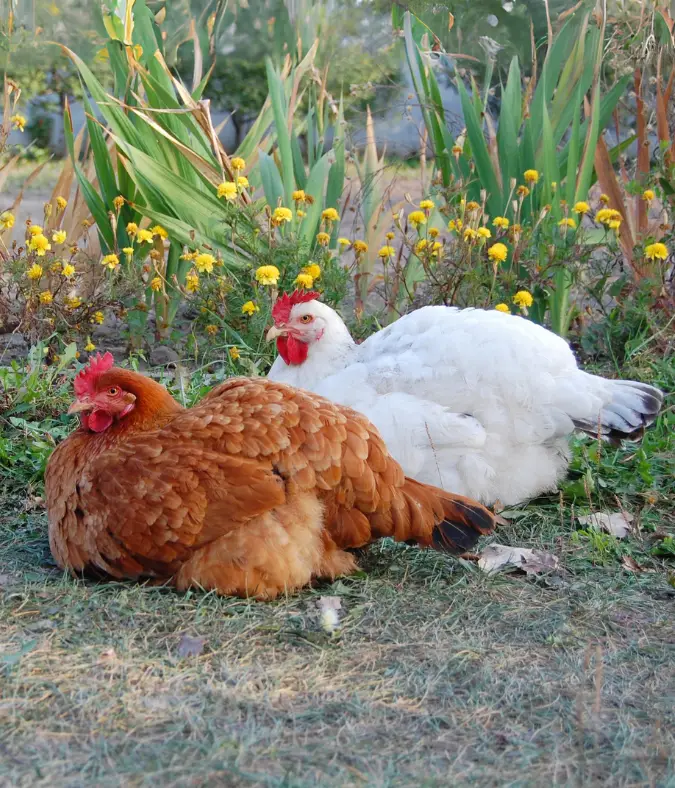 Understanding Permaculture in Chicken Keeping