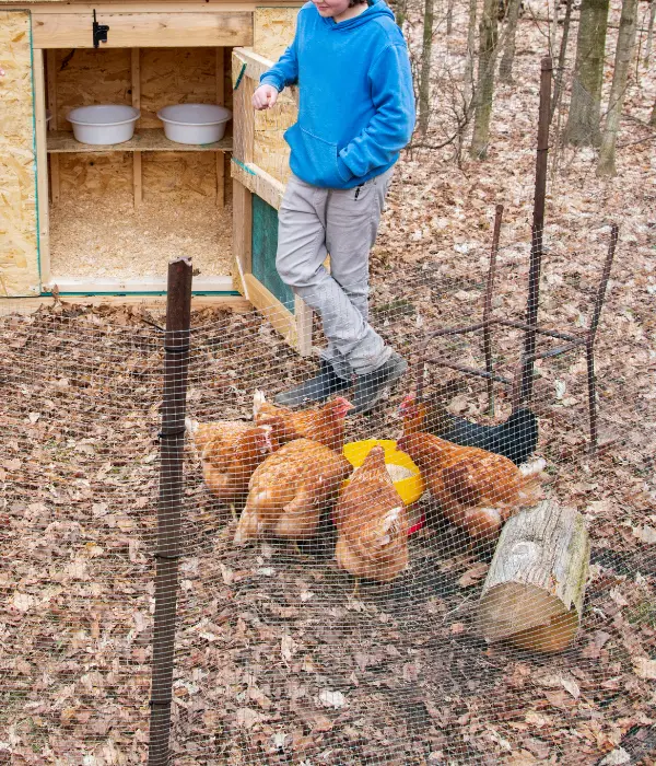 supervised outdoor time for your chickens