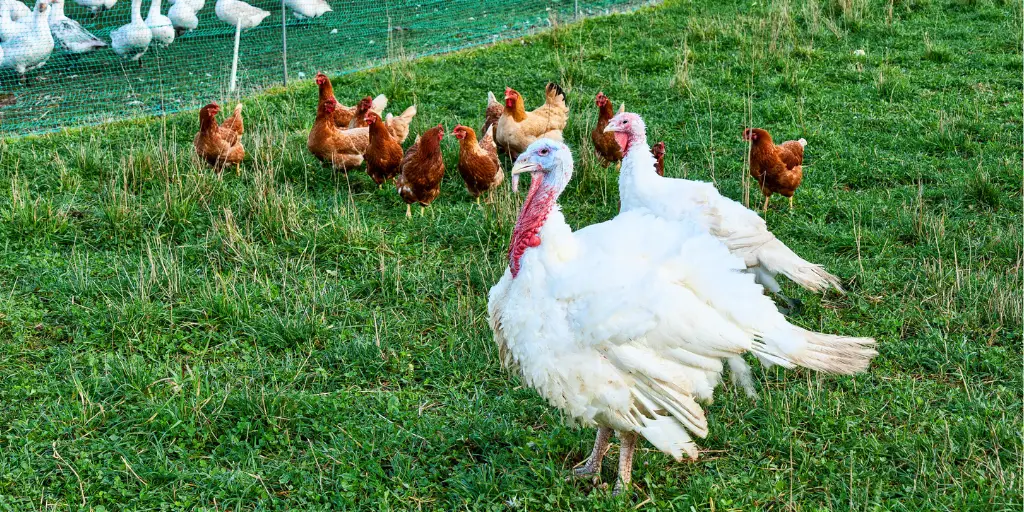 The Ultimate Guide to Raising Turkeys with Chickens Essential Tips