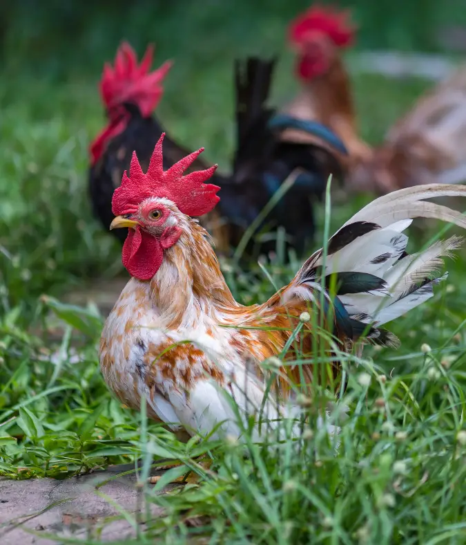 Feeding Strategies for Optimal Health in Permaculture Chicken Farming