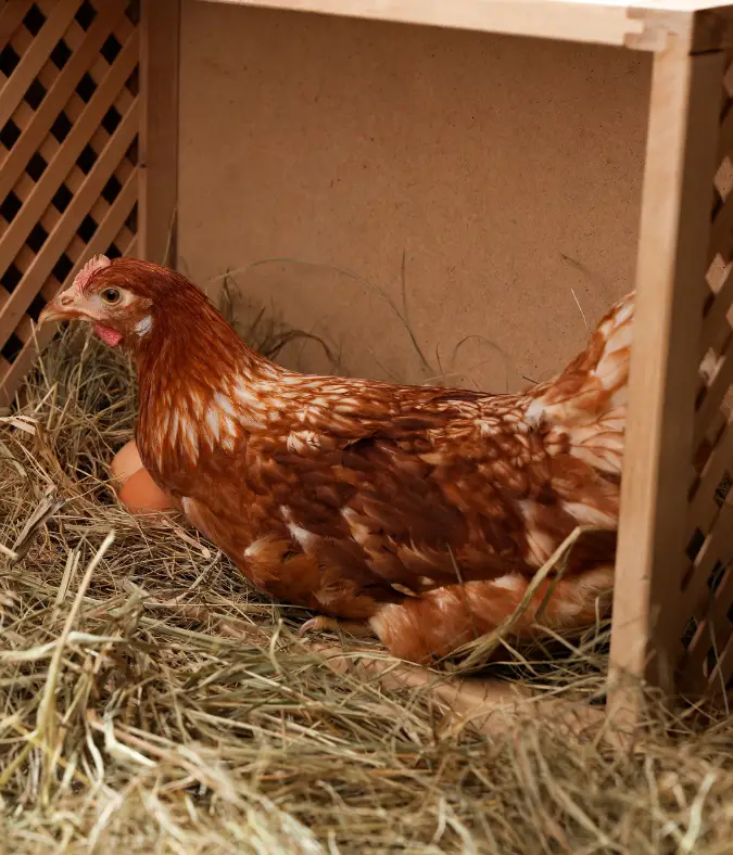 Maximizing Egg Production in Permaculture Chicken Keeping