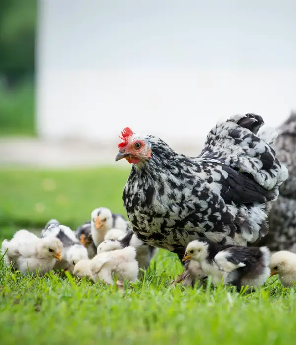 Age-Specific Training For Chickens to Return Coop in Night