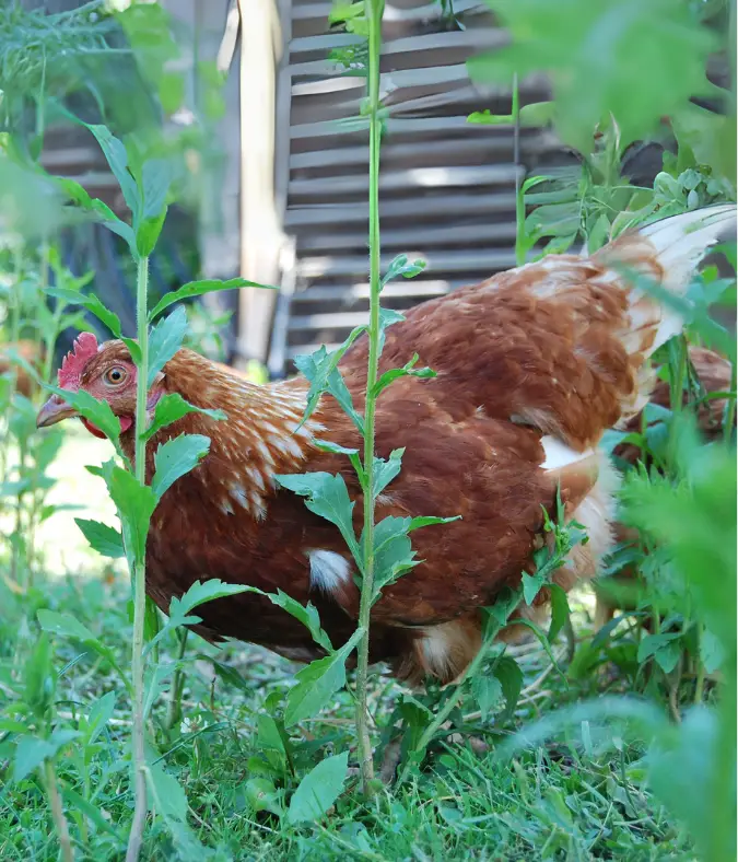 The Benefits of Natural Integration in Chicken Farming