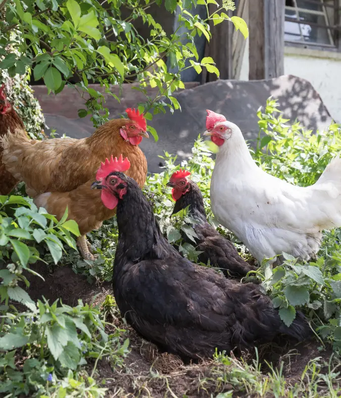 Garden Integration Method in Permaculture Chicken Raising