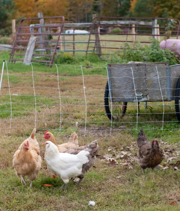 free range for Training Chickens to Return Coop at Night