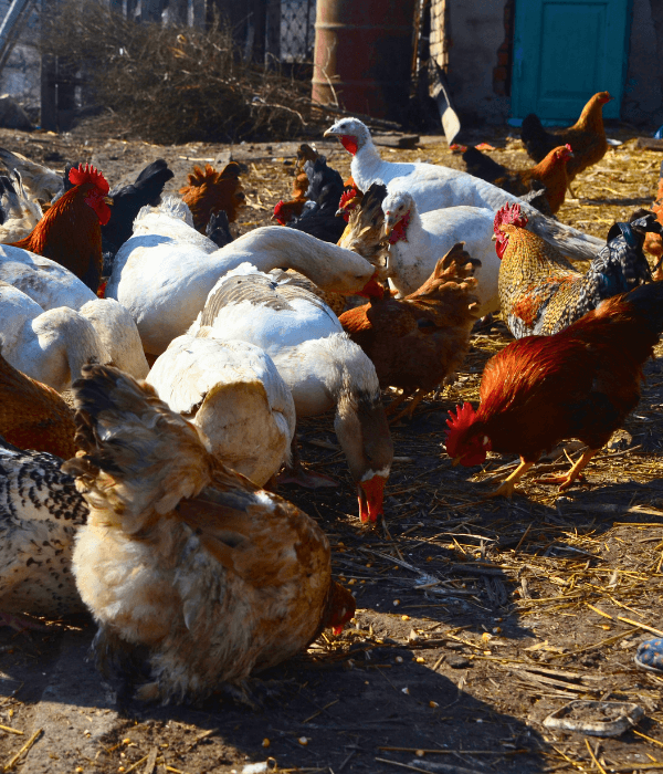 Turkeys and chickens eating from separate feeders