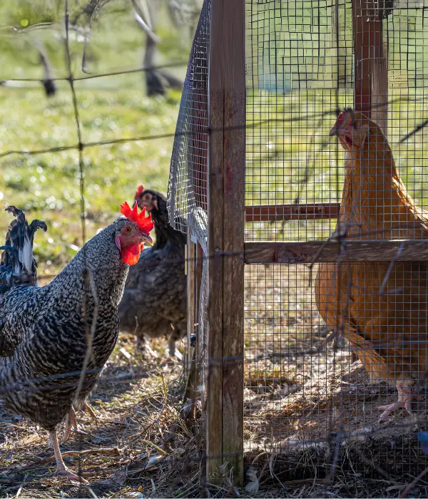 confine the chickens for few days initially for training the to return their coop in night time