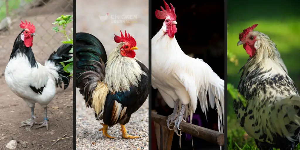 Top 10 Ornamental Chicken Breeds: Most Beautiful Ones