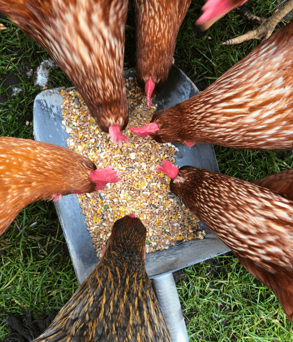 Free-range chickens foraging outdoors while still needing balanced feed