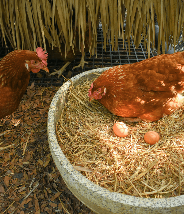 Chicken eggs representing differences in diet and production system