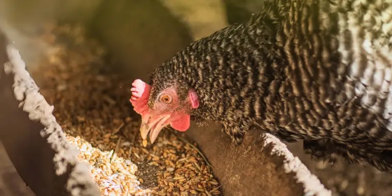 Organic Chicken Feed 101: Best for Healthier Eggs and Meat