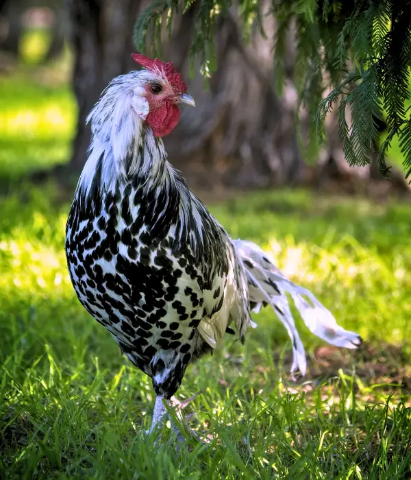 hamburg chickens are beautiful black dotted spots chicken breeds