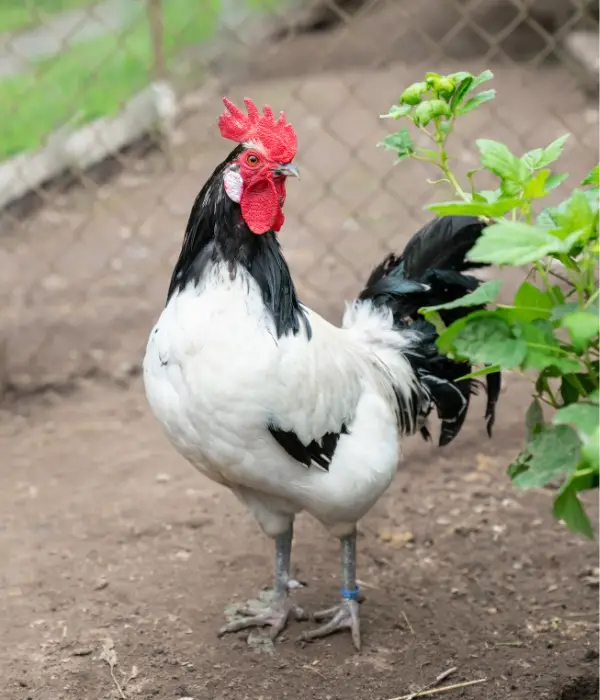 lovely ornamental Lakenvelder chicken breed