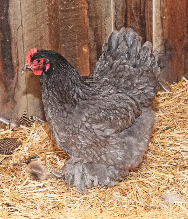 cochins are great ornamental chicken breeds