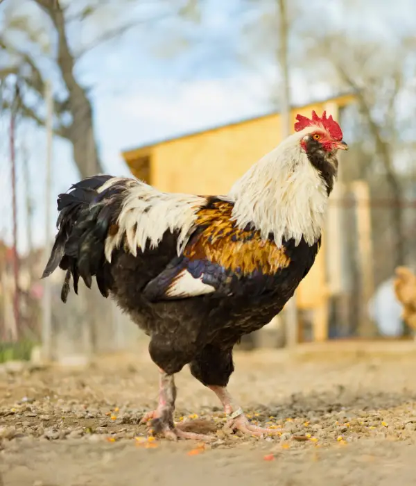 faveolle chickens are beautiful round body ornamental chicken breeds