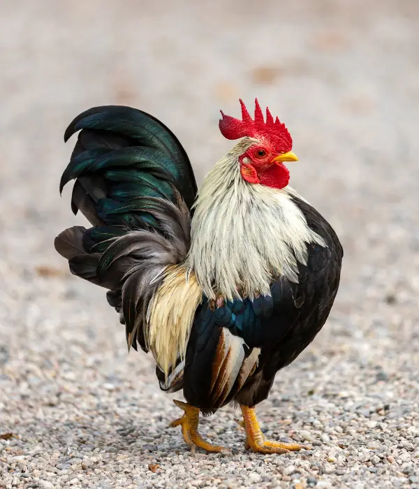 One of the best bantam ornamental chicken breeds