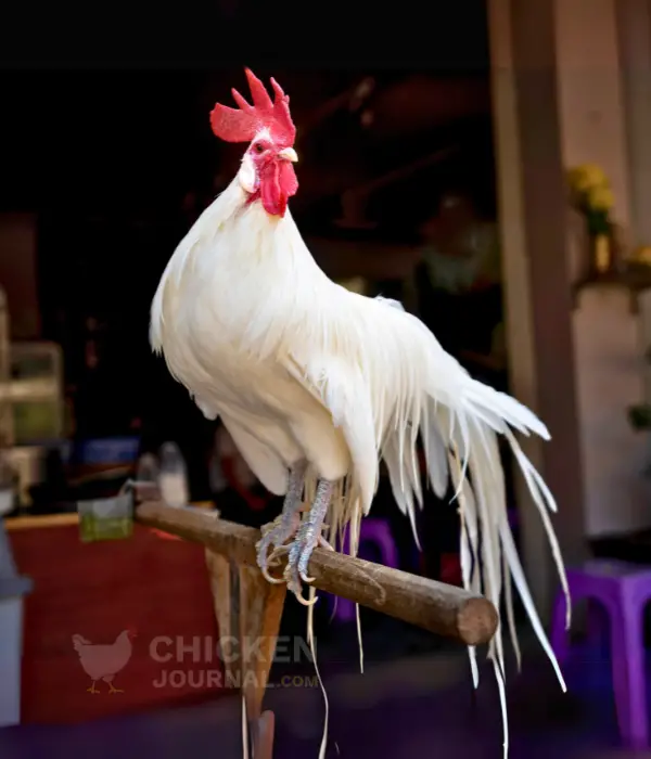 Onagadoris are one of the best ornamental chicken breeds