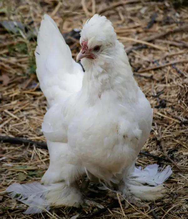 Sulan chickens are great ornamental chicken breeds