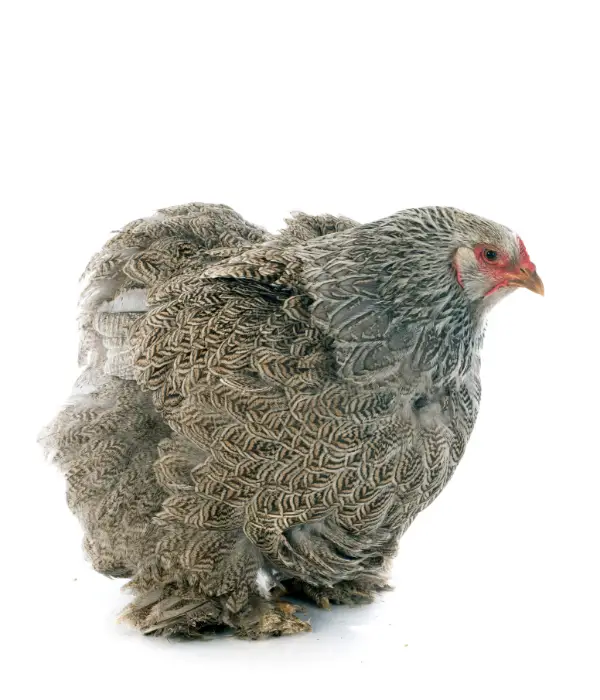 dark brahma chickens are lovely show chickens