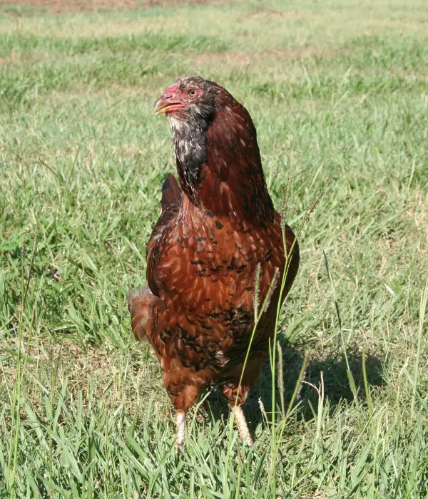 Russian Orloff chickens