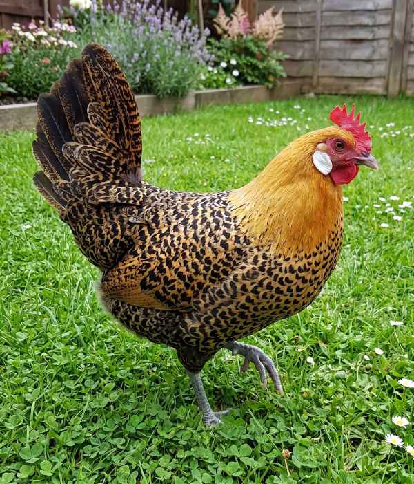 Golden Campine chicken