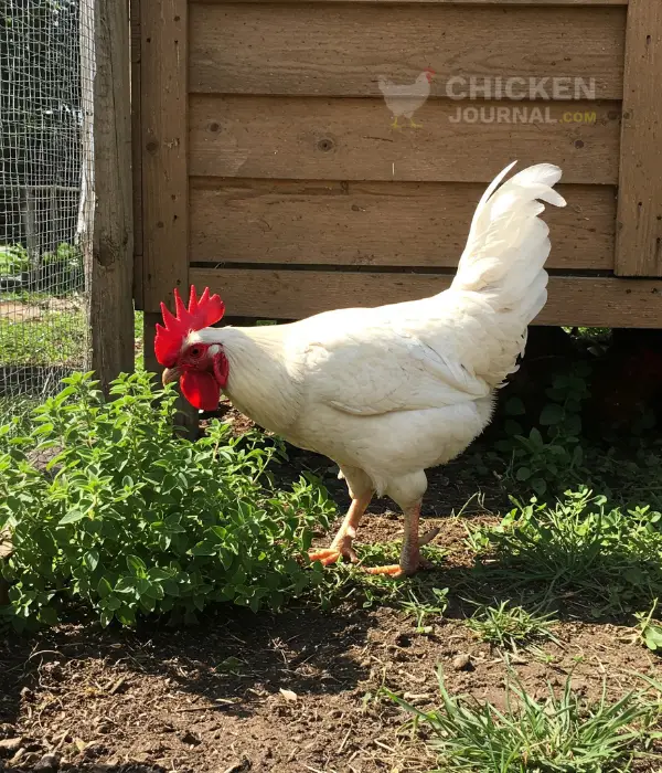 How to Use Oregano for Chickens?