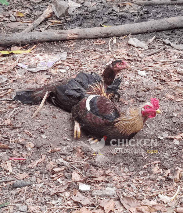 Dust Baths and Parasite Prevention