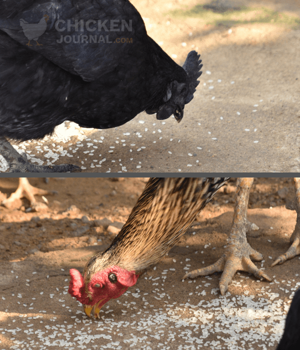 chickens treat time in my backyard