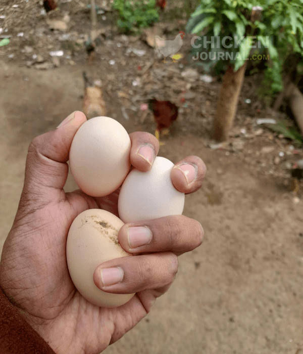 Collecting Eggs in Backyard Chicken Coop