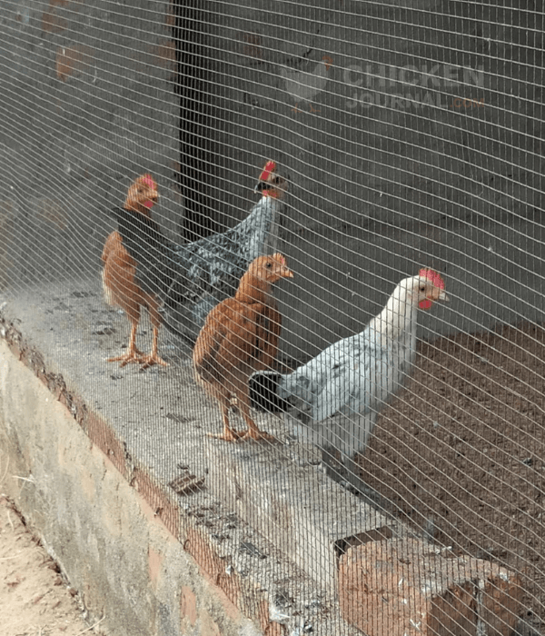 Chicken coop area that needs regular litter and moisture checks