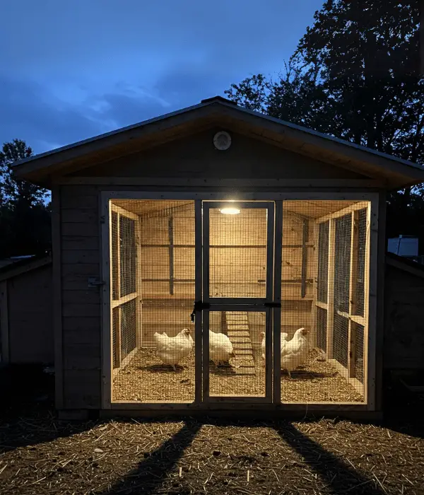 Implementing Supplemental Lighting Systems For Egg Production