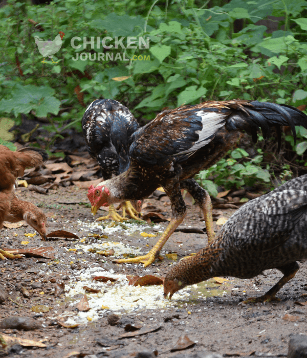 Afternoon Foraging and Kitchen Scraps