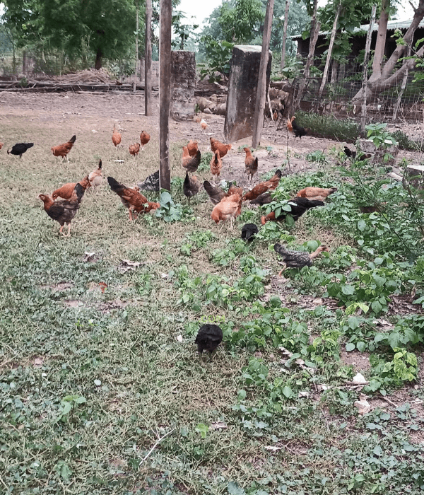 Early Morning: The Start of a Day in My Chicken Coop