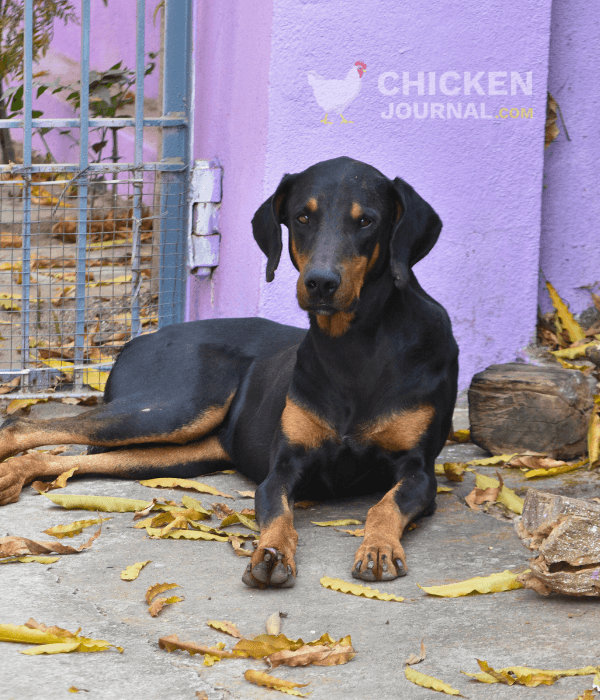 myfarms m guarding doberman dog sheru