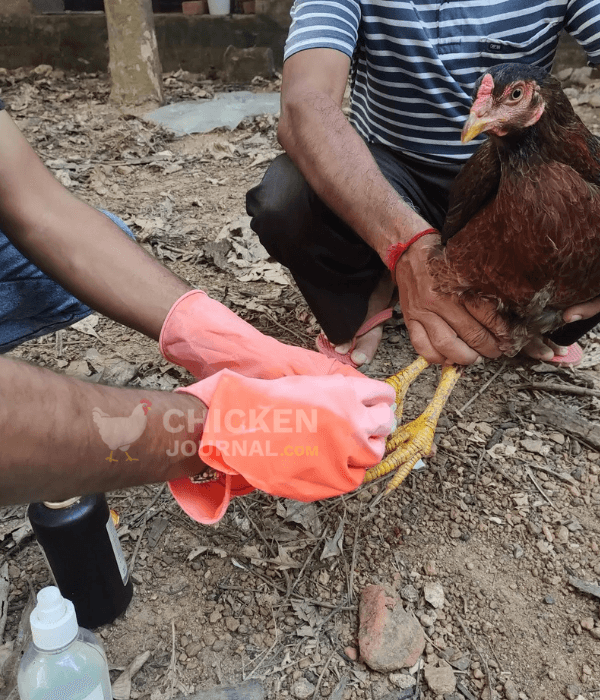Special Care for Chicks and Injured Ones in My Chicken Coop