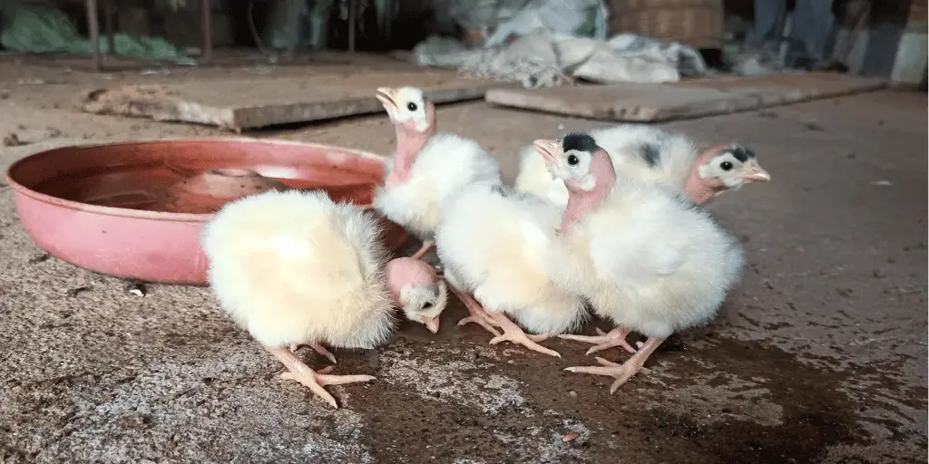 Providing Fresh Water for Your Growing Chicks