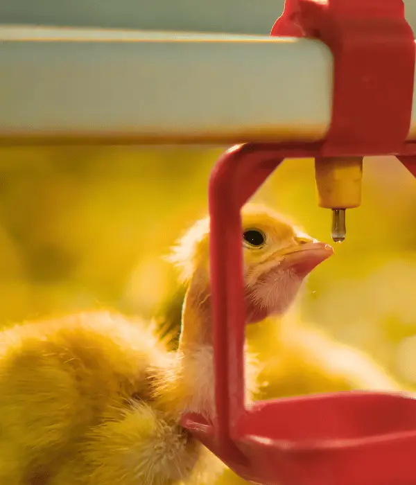 a chicks inside commercial farm drinking water