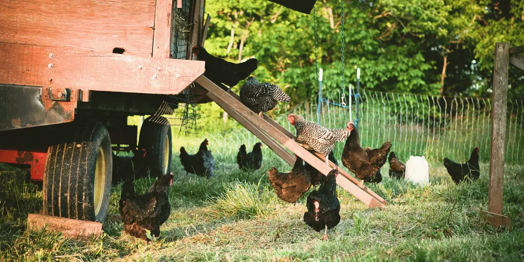 11 Common Mistakes in Poultry Farming: How to Fix Them?