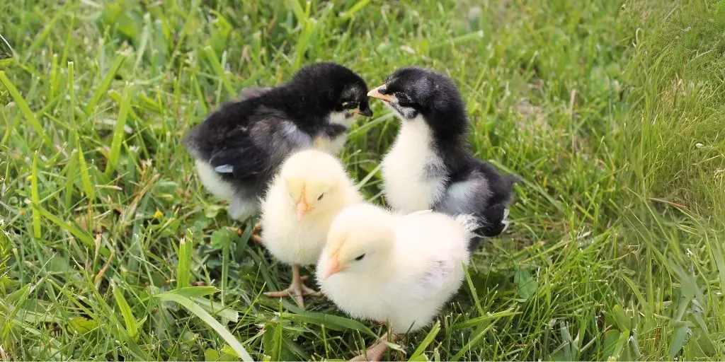 Introducing Chicks to the Outdoors: A Step-by-Step Guide