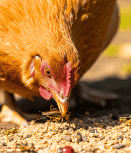 Chicken Feed With Bugs: All You Need to Know - ChickenJournal